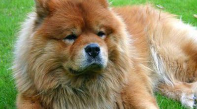 Razas de perros: Chow chow