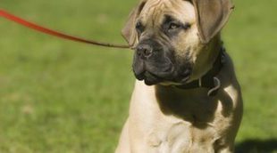 Razas de perros: Bullmastiff