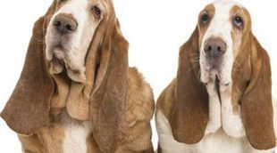 Razas de perros: Basset hound