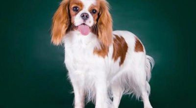 Razas de perros: Cavalier King Charles Spaniel