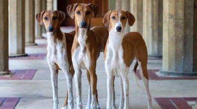 Razas de perros: Azawakh o Galgo africano