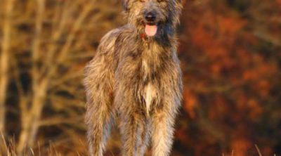 Razas de perros: Irish Wolfhound o Lobero Irlandés