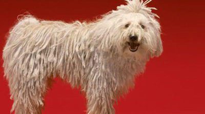 Komondor: Razas de perros