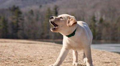 Mi perro no deja de ladrar, ¿por qué?