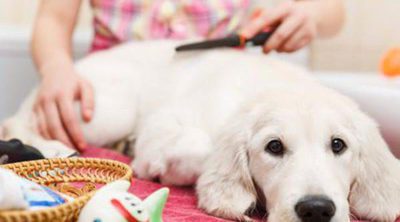 Cómo cuidar el pelo de tu perro