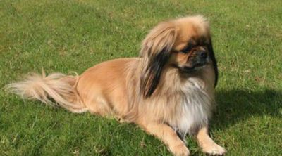 Razas de perros: Spaniel Tibetano