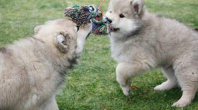 Razas de perros: Eurasier