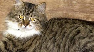 Maine Coon: Todo sobre esta raza de felino