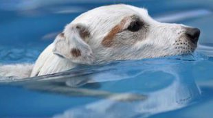 ¿Cómo puedo hacer que mi perro no se asuste con el agua?