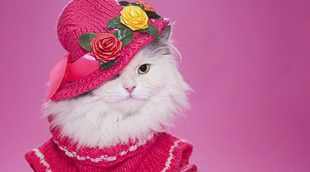 Ropa para gatos: Ventajas e inconvenientes de vestir a tu mascota