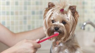 Alimentos que dañan la dentadura de tu perro