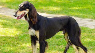 Razas de perros: Saluki