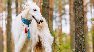 Razas de perros: Borzoi