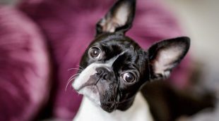 Razas de perros: Boston Terrier