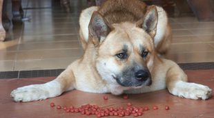 Mi perro no come, ¿a qué se puede deber?