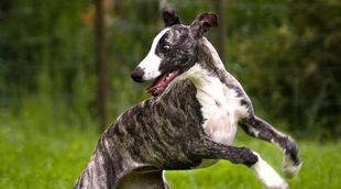 Razas de perros: Whippet