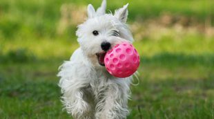 Cómo enseñar a mi perro a que devuelva la pelota