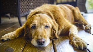 Señales que nos muestran que nuestro perro está envejeciendo