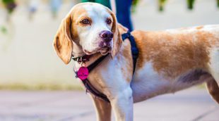 A mi perro no le gusta salir a pasear por la calle ¿A qué se puede deber?