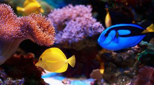 Los peces tropicales más fáciles de cuidar