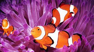 Un repaso por los peces del acuario de 'Buscando a Nemo'