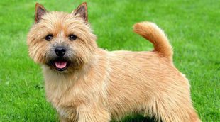 El Norwich Terrier: un 'Pastor alemán' en miniatura