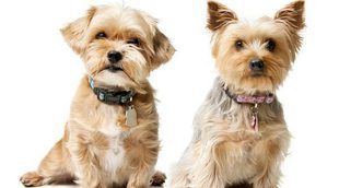 Razas de perros: Silky Terrier