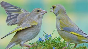 Verderón: conoce este tipo de pájaro