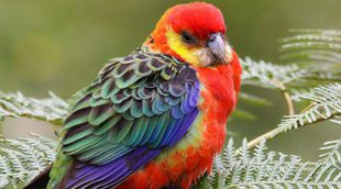 Rosella: un loro multicolor