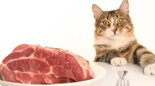 La toxoplasmosis en los gatos: los riesgos de comer presas vivas