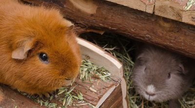 ¿Por qué deberías comprarte una cobaya?