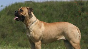 Pequeño diccionario de términos caninos