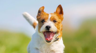 Conoce a tu perro según el movimiento de su cola