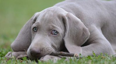 Razas de perros: Weimaraner