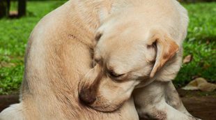 Ehrilquiosiois canina: Qué es