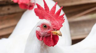 Gallinas ponedoras