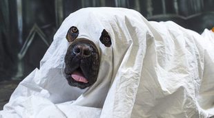 ¡5 disfraces de Halloween muy divertidos para tu mascota!