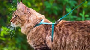 Cómo sacar a pasear a un gato