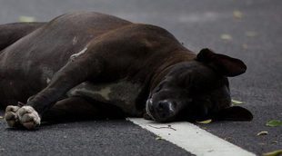 Las 10 razas de perros con menos esperanza de vida