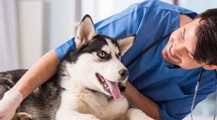 Qué puedo hacer si mi mascota tiene miedo al veterinario