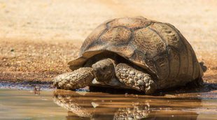 Tortugas de tierra o tortugas de agua, ¿cuál elijo como mascota?