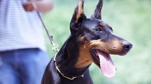 Tipos de Doberman