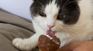 Alimentos prohibidos para gatos