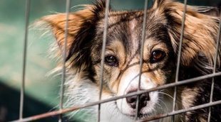 El comportamiento del perro, motivo principal del abandono de animales