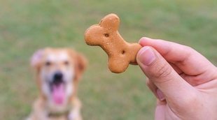 Cuándo recurrir a un adiestrador para educar a tu perro