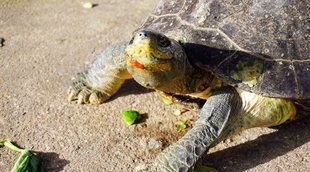 Cómo cuidar el caparazón de una tortuga de tierra