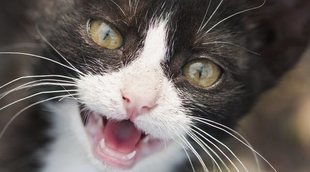 Problemas dentales en gatos: tipos y prevención