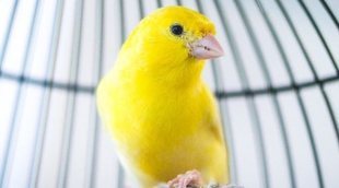 Los mejores pájaros para tener como mascota