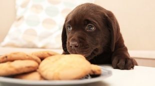 Mi cachorro no come: ¿Qué puedo hacer?