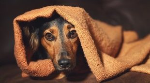 Cómo calmar a tu perro durante los fuegos artificiales